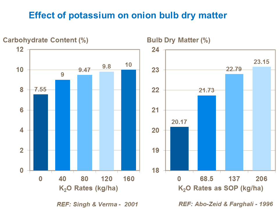 Effect of potassium on onion bulb dry matter