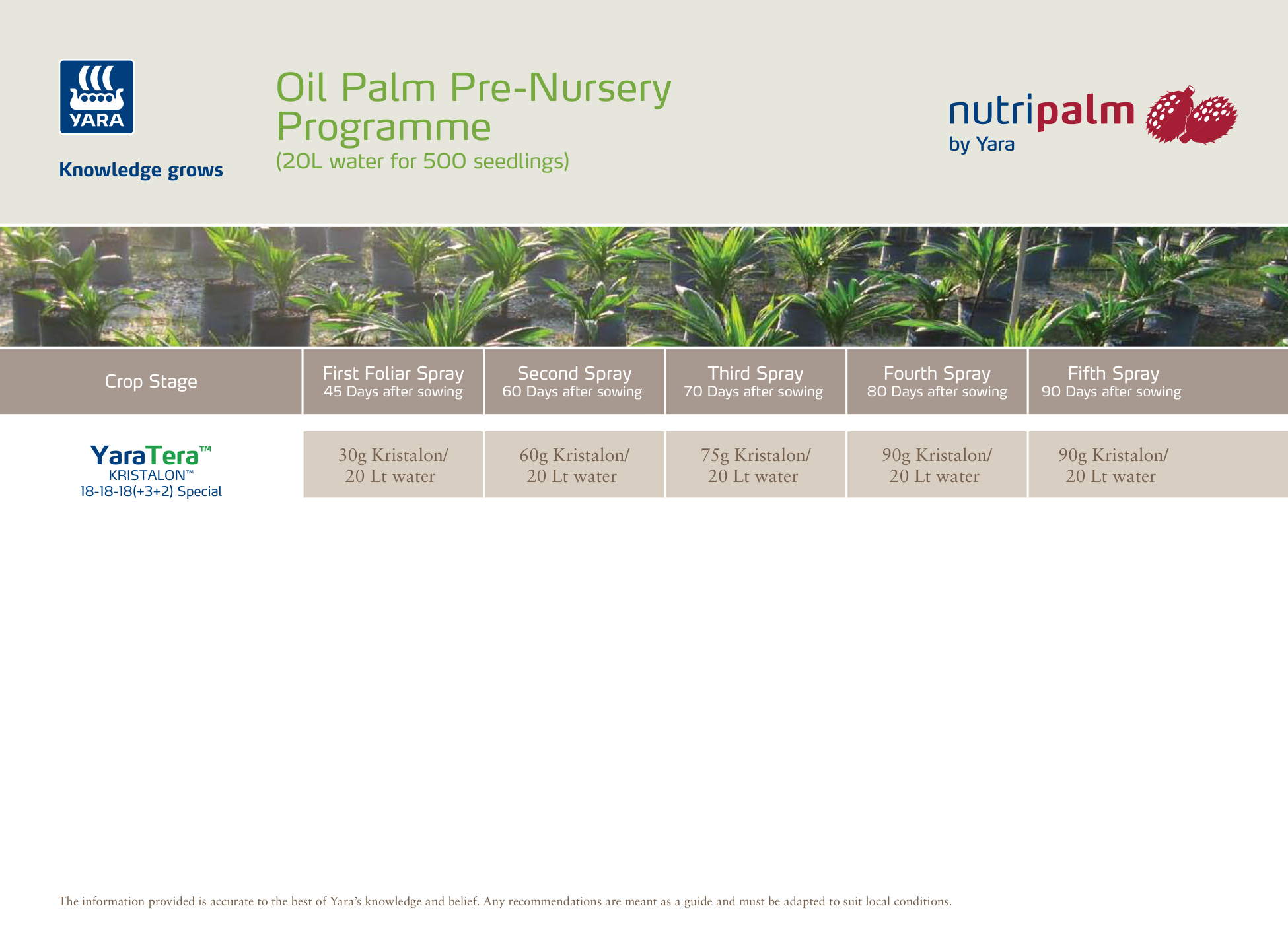 Oil Palm pre nursery