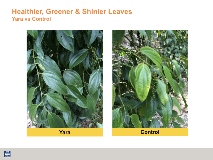 Healthier, Greener &amp; Shinier Black Pepper Harvest.004.png
