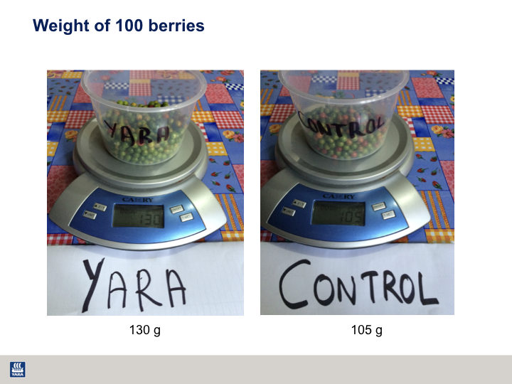 Healthier, Greener &amp; Shinier Black Pepper Harvest.007.png