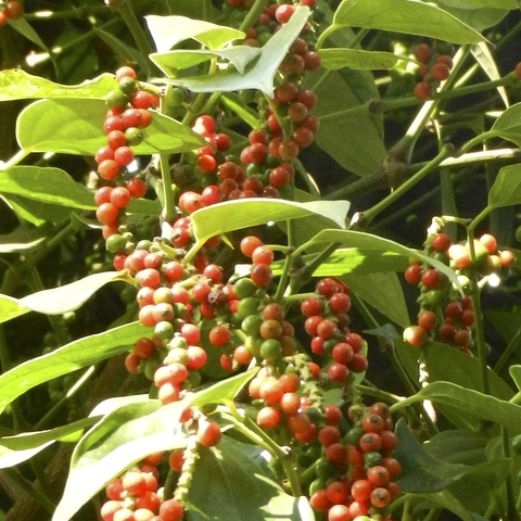 Healthier, Greener & Shinier Black Pepper Harvest