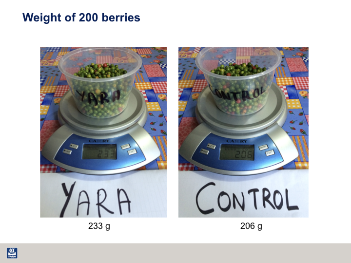 Healthier, Greener &amp; Shinier Black Pepper Harvest.008.png